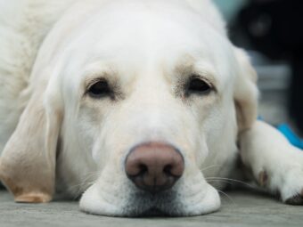 Hund {{brizy_dc_image_alt entityId=